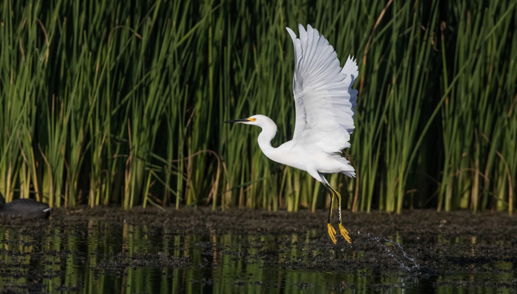 A Snowy Egret takes off from a marsh.