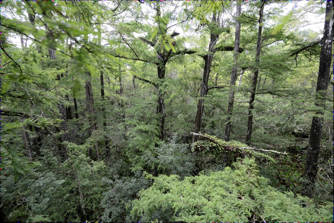 Aerial view of the bald cypress canopy with lots of greenery.