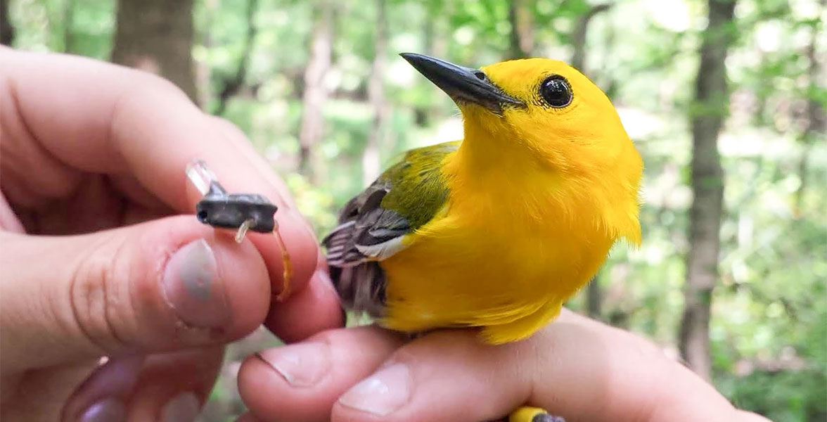 A Prothonotary Warbler is fitted with a tracker.