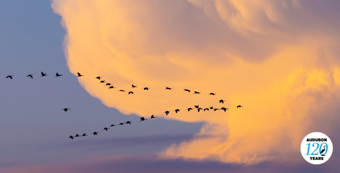 Sandhill Cranes.