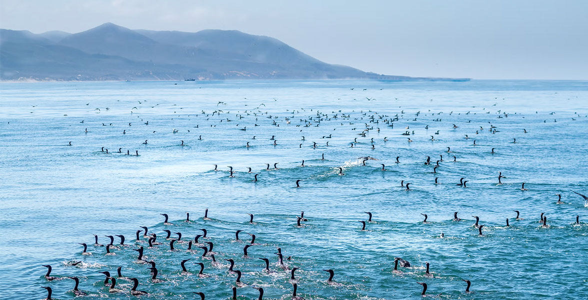 Brandt's, Double-crested, and Pelagic Cormorants.