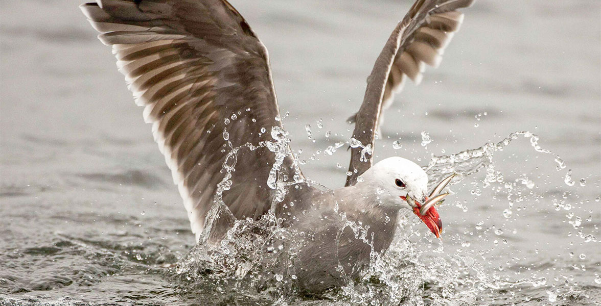 Heermann's Gull.