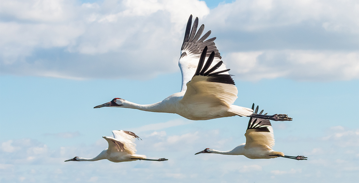 Whooping Cranes.