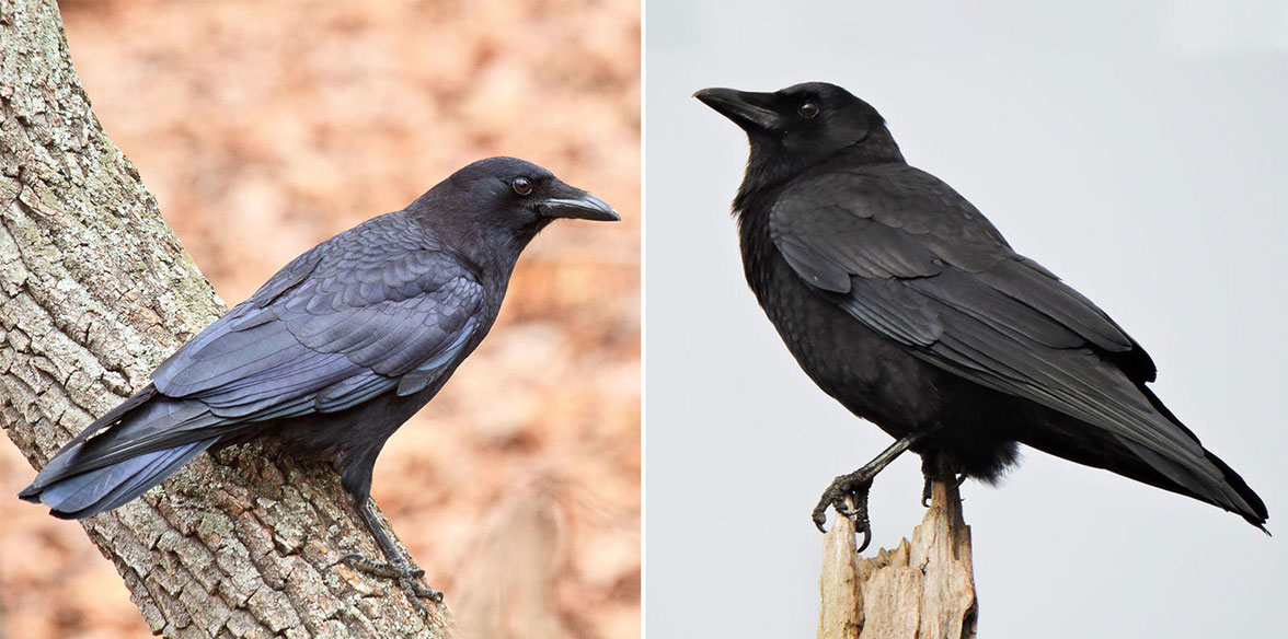 American Crow and Northwestern Crow