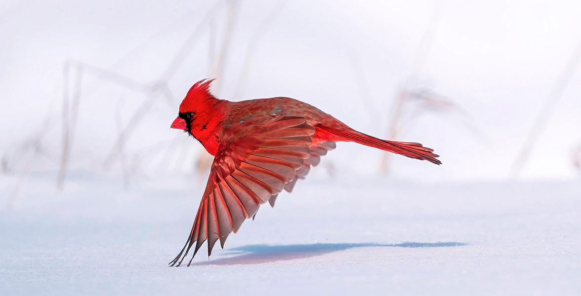 Northern Cardinal. 