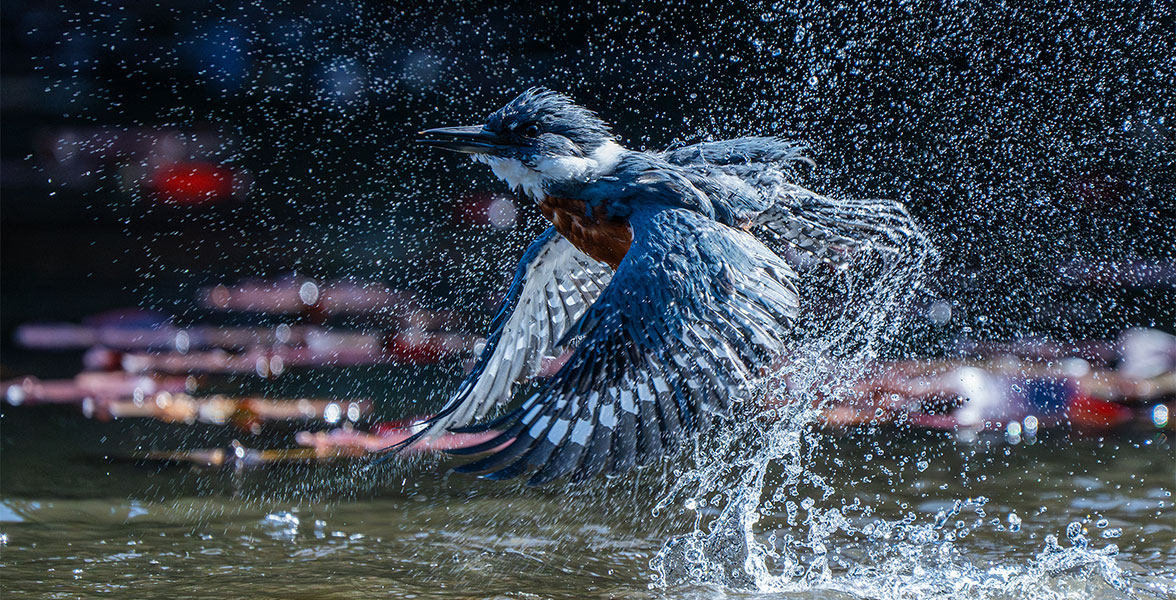 Ringed Kingfisher.