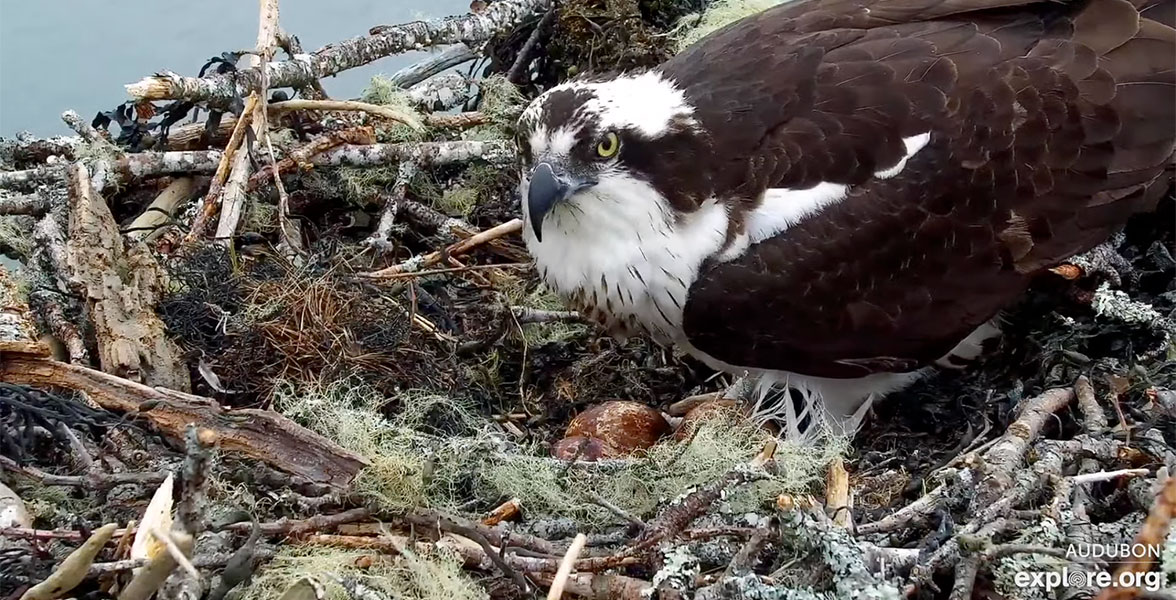 Osprey Dory with her three eggs.