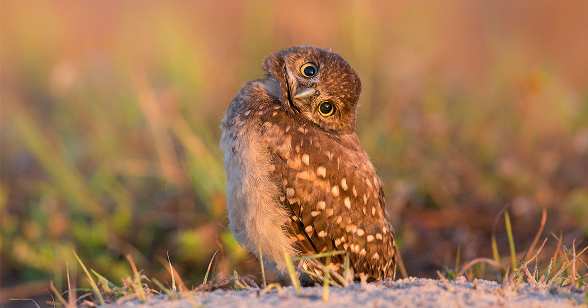 Burrowing Owl.
