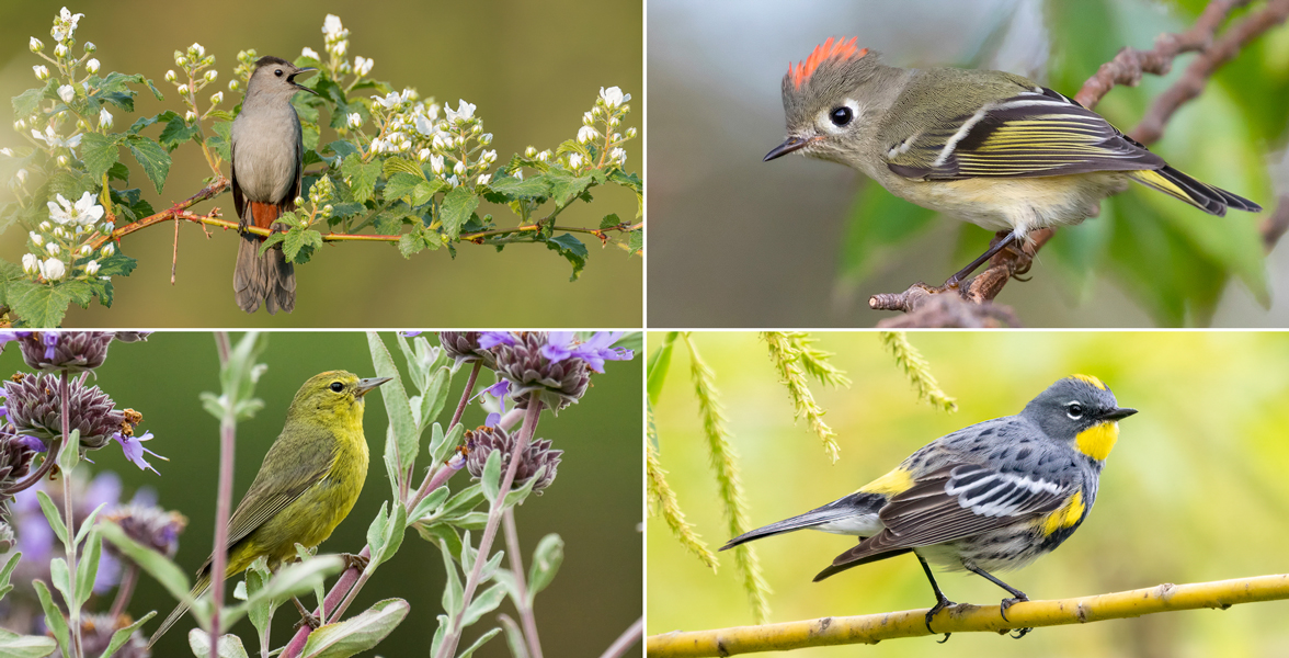 A photo grid of songbirds. From top left: Gray Catbird, Ruby-crowned Kinglet, Yellow-rumped Warbler, and Orange-crowned Warbler.