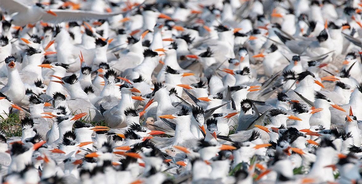 Royal Terns.