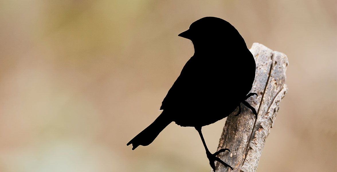 A bird's silhouette perched on a branch over a blurred forest background.