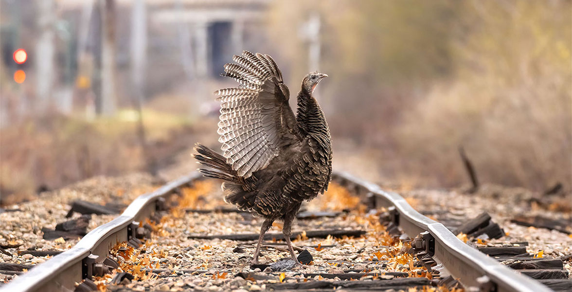 Wild Turkey.