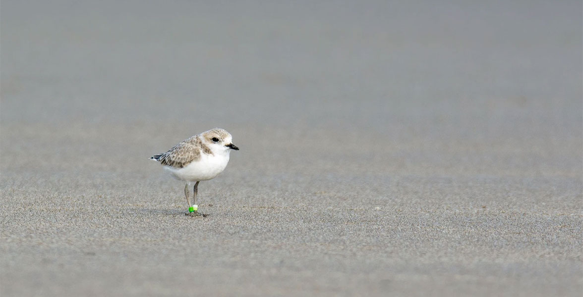 Snowy Plover.