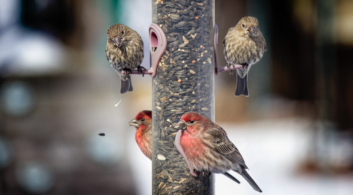 House Finch.