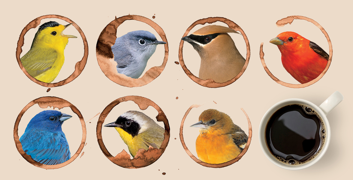 7 illustrations of birds inside coffee rings.