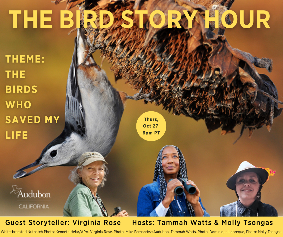 Bird Story Hour