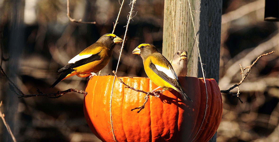 Evening Grosbeaks perched on a hanging pumpkin birdfeeder.