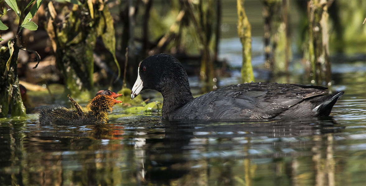 American Coots. 