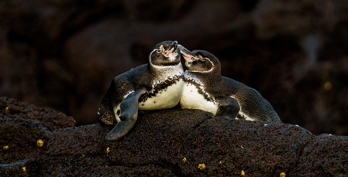 Galápagos Penguin.