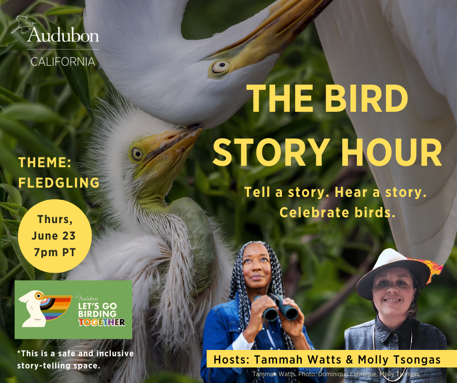 The Bird Story Hour