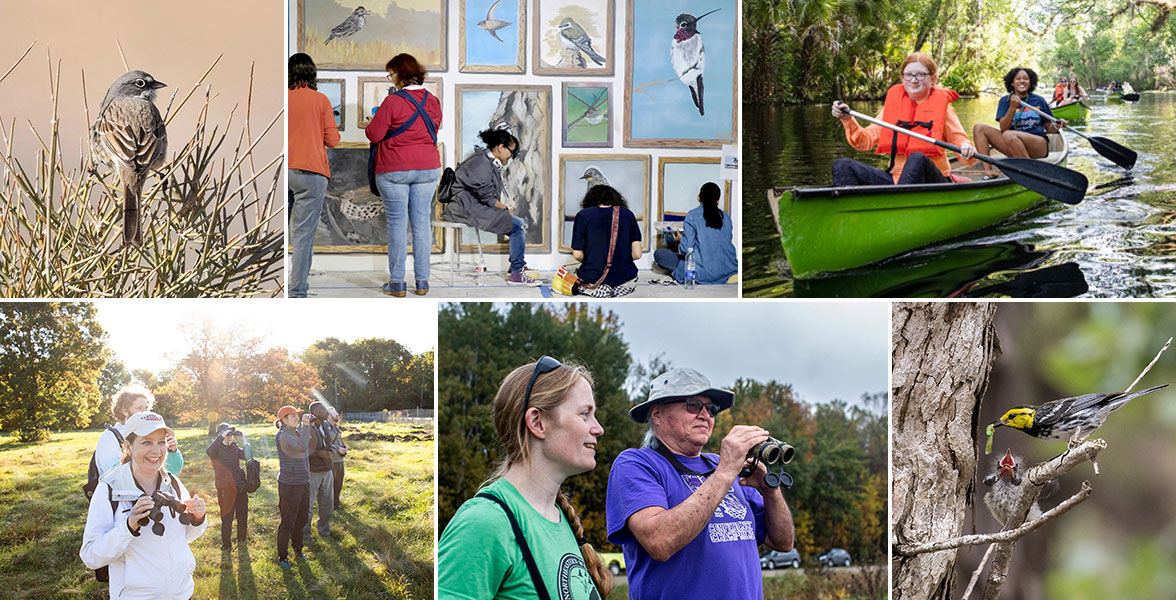 A collage of the Audubon network and birds.