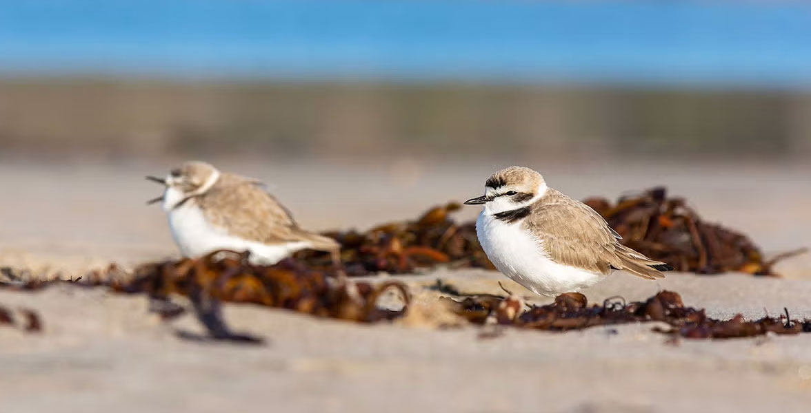 Snowy Plovers.