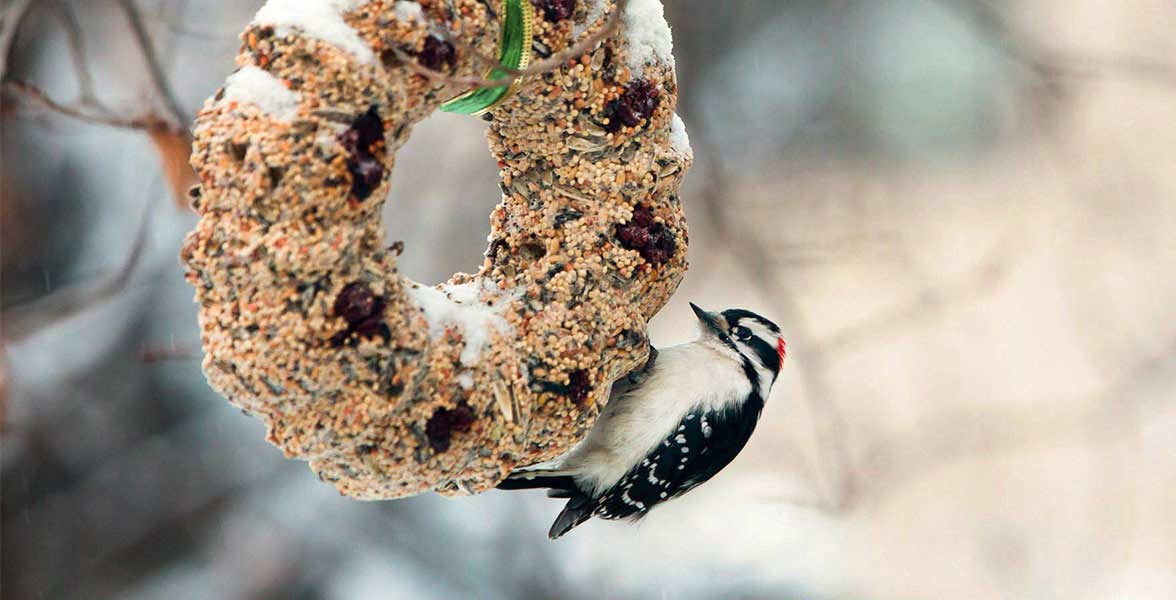  Downy Woodpecker.