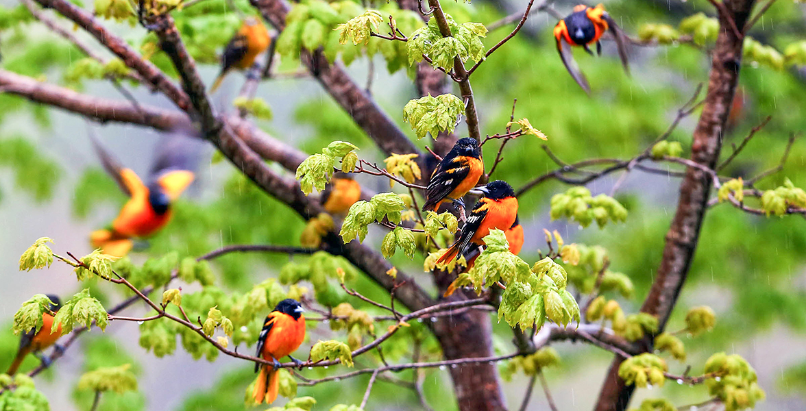 Baltimore Orioles in a tree.