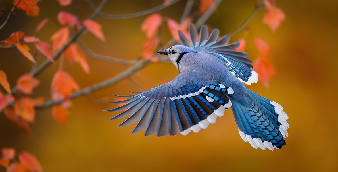Blue Jay.