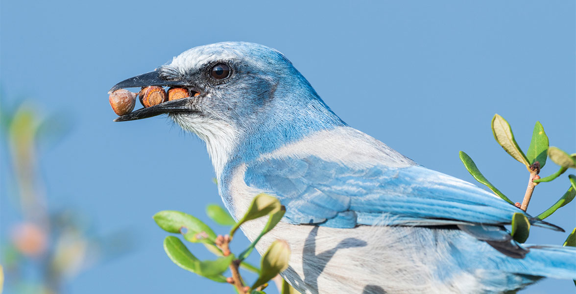 Florida Scrub-Jay on Southern Live Oak.