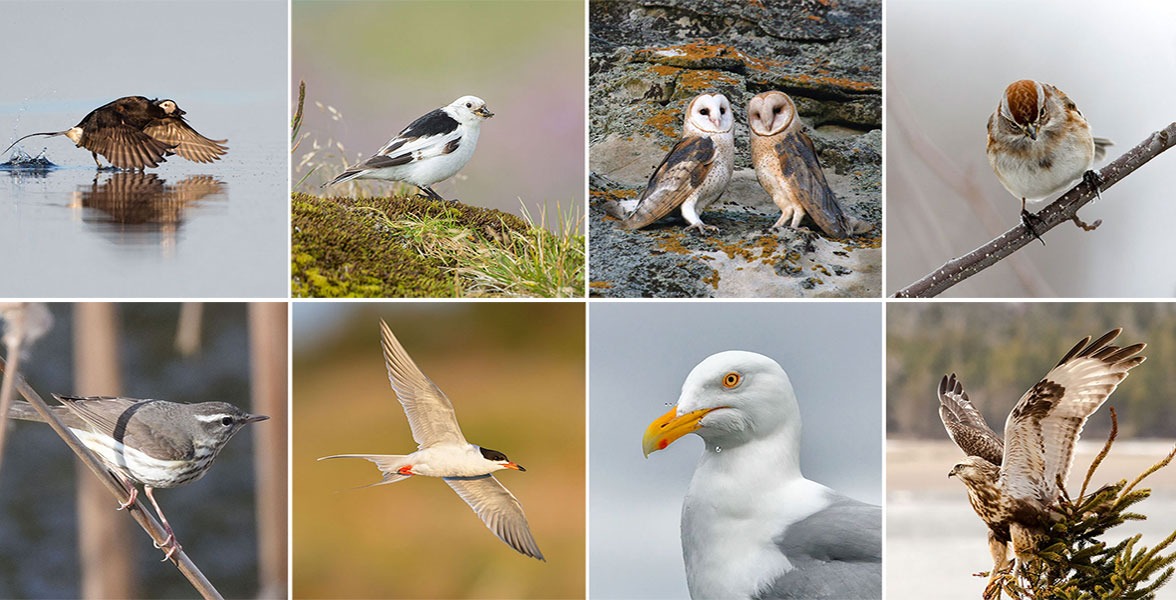 A collage of various birds.