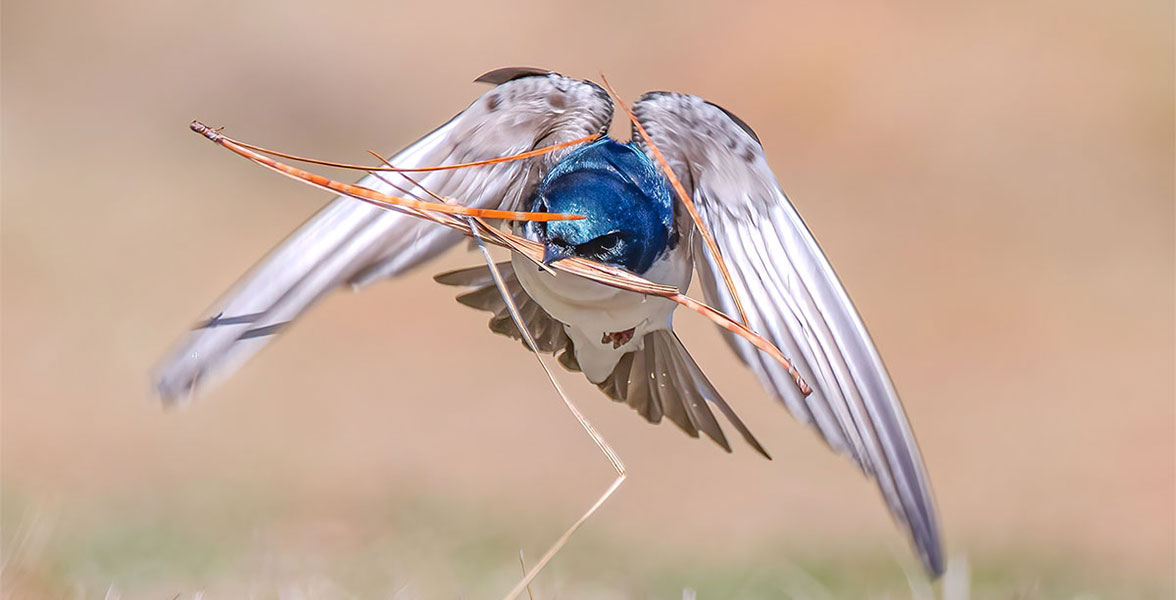 Tree Swallow.