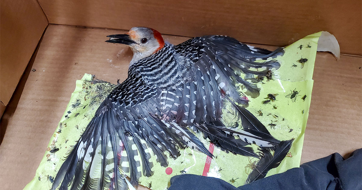 Red-bellied Woodpecker stuck in a glue trap being transported to the Raven Ridge Wildlife Center in Pennsylvania. 