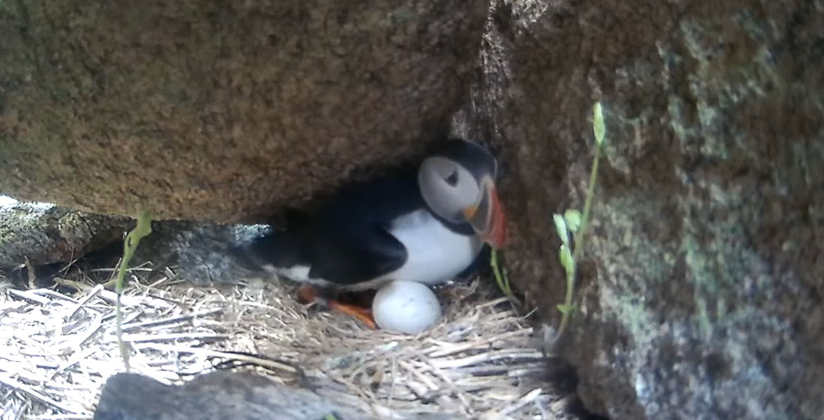 An Atlantic Puffin incubating an egg in their burrow.