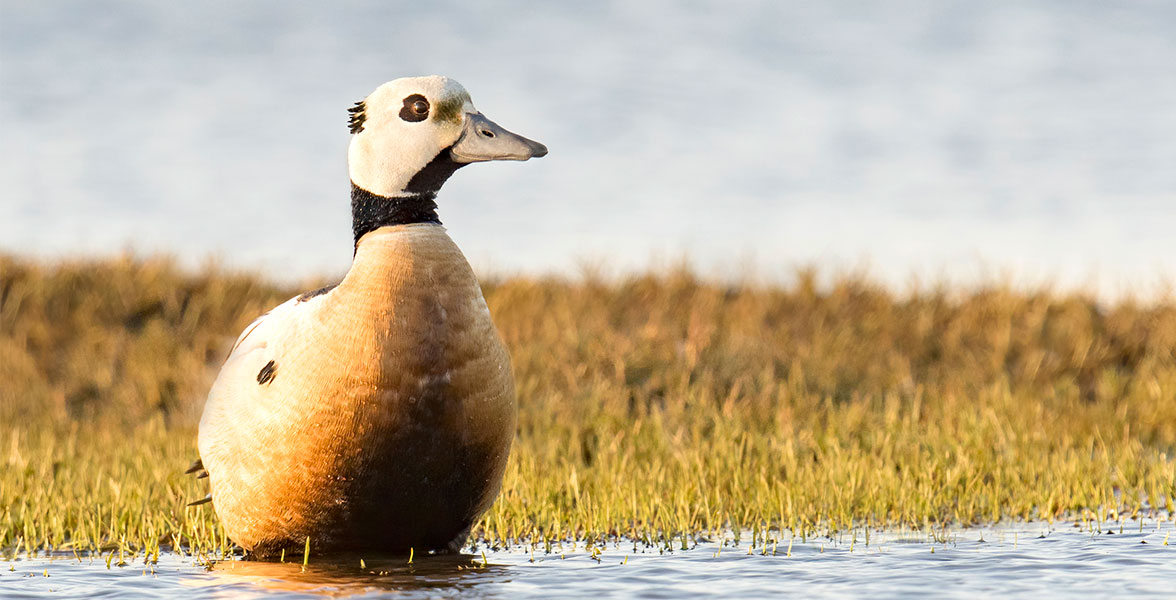 Steller's Eider.