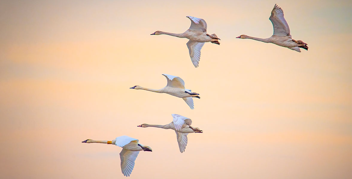 Trumpeter Swans in flight.