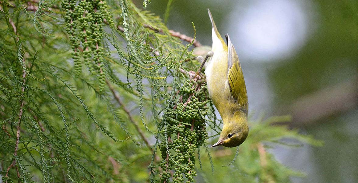 Tennessee Warbler