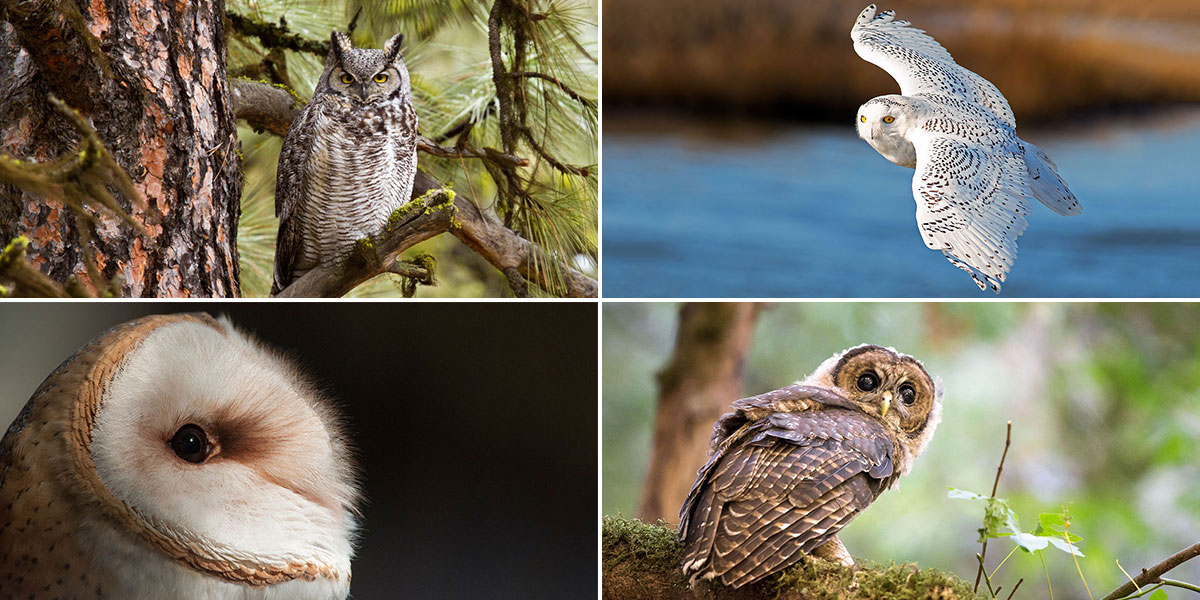 A collage of four different owls.