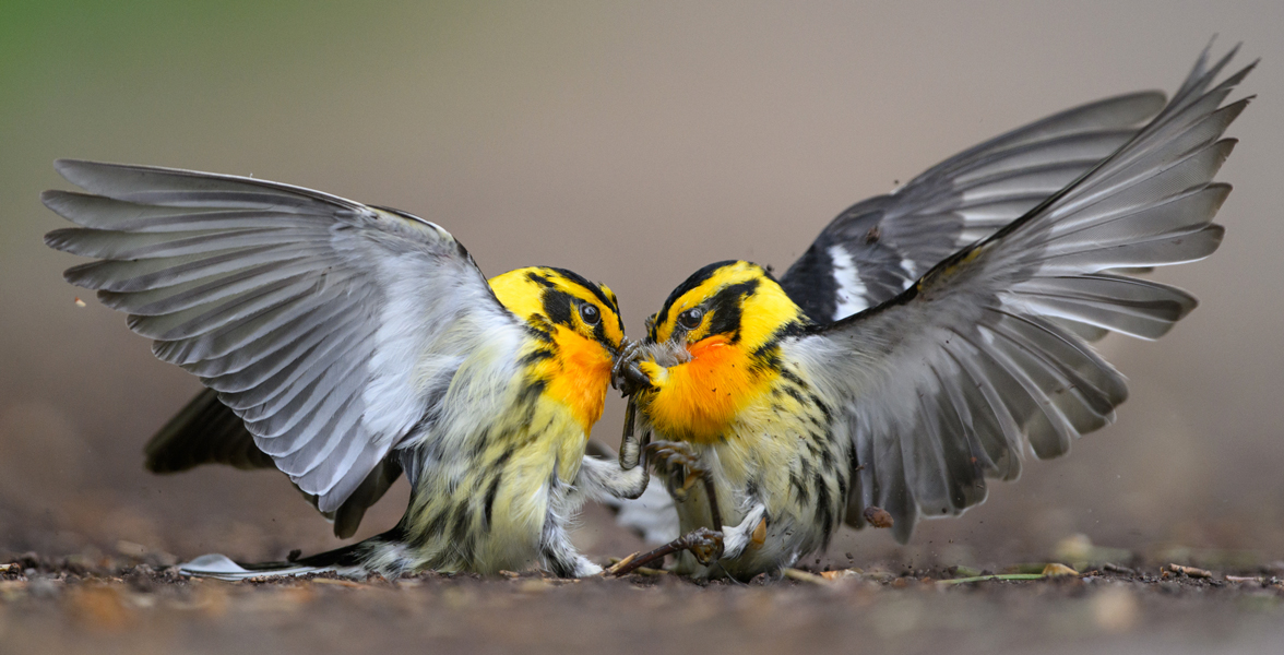 Blackburnian Warblers.