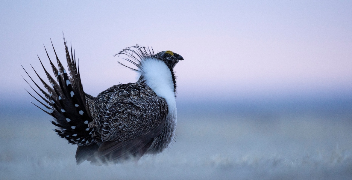 Greater Sage-Grouse.