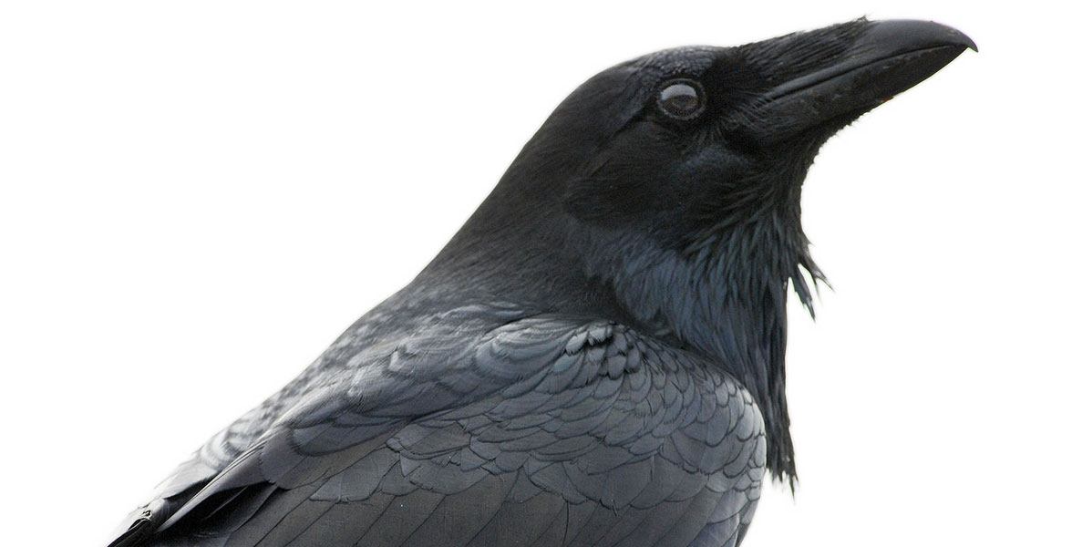 Common Raven. 
