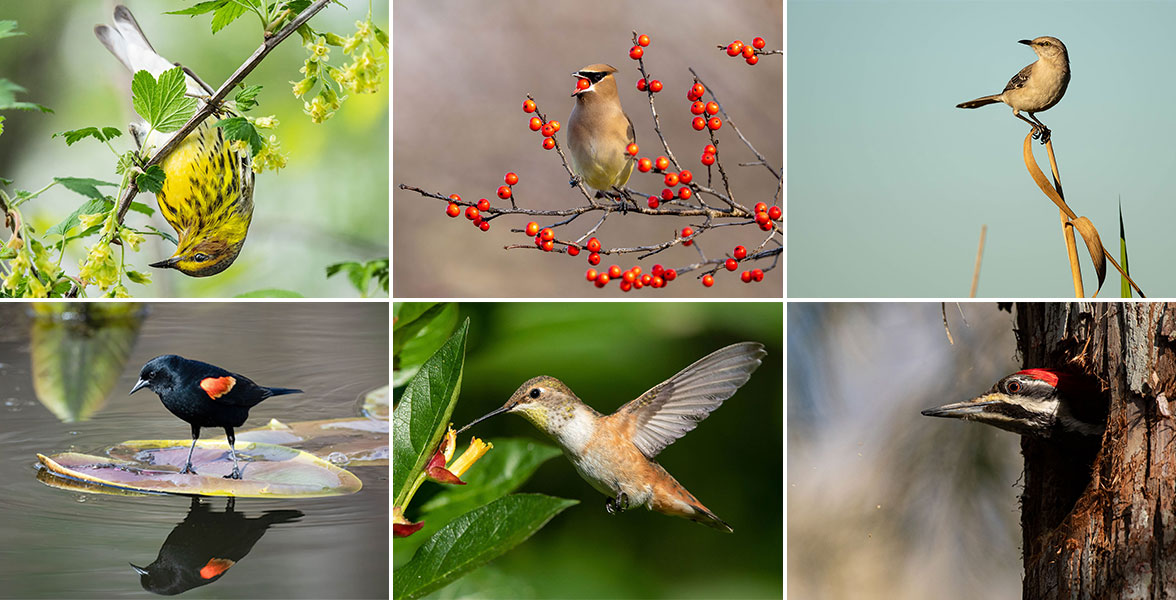 Collage of six bird species interacting with the native plants they need to thrive.