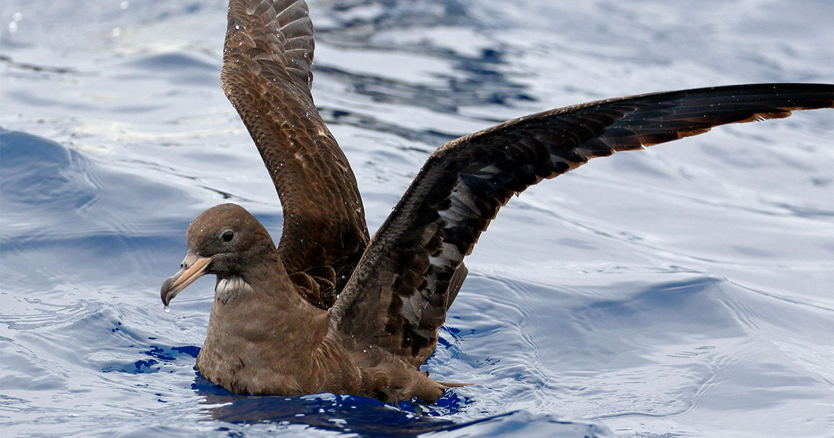  Flesh-footed Shearwater.