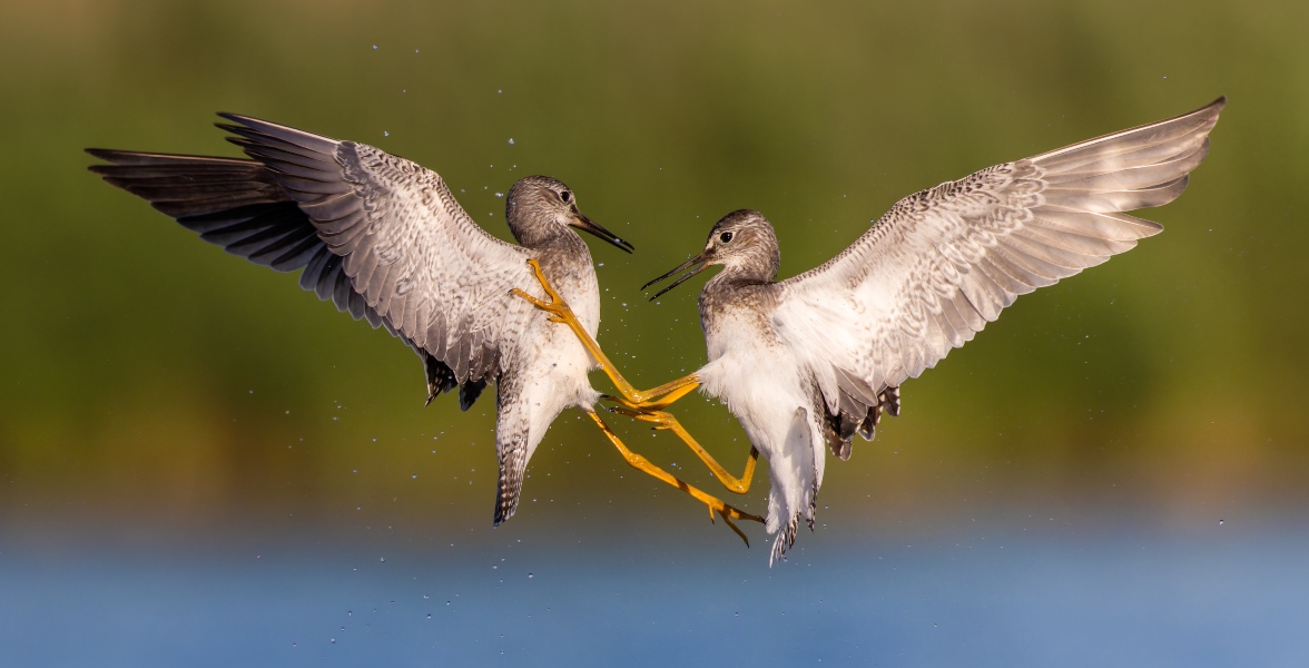 Two Lesser Yellowlegs mid-air.