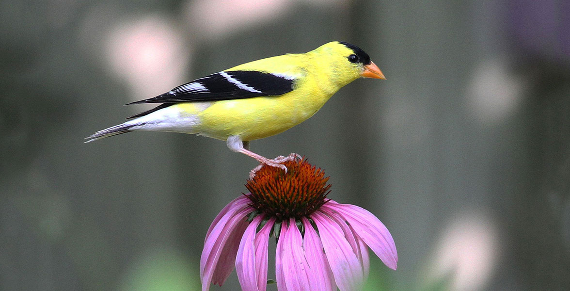 Purple coneflower and American Goldfinch.