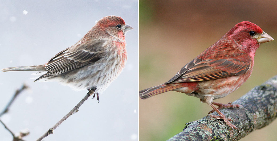 Left: House Finch. Right: Purple Finch.