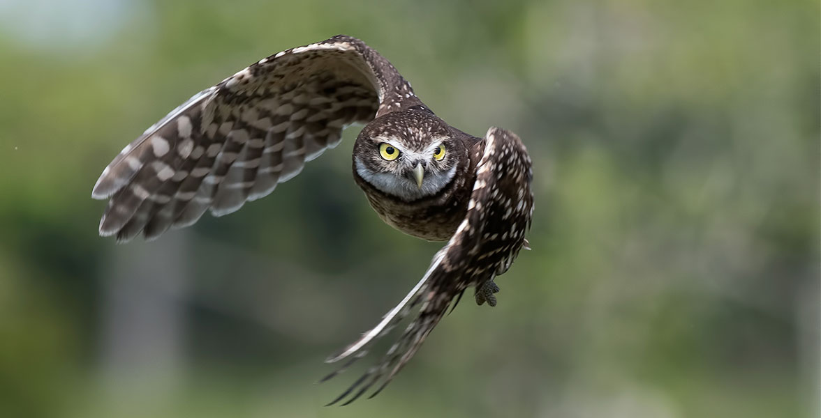 Burrowing Owl.