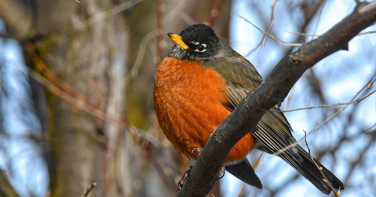 American Robin.