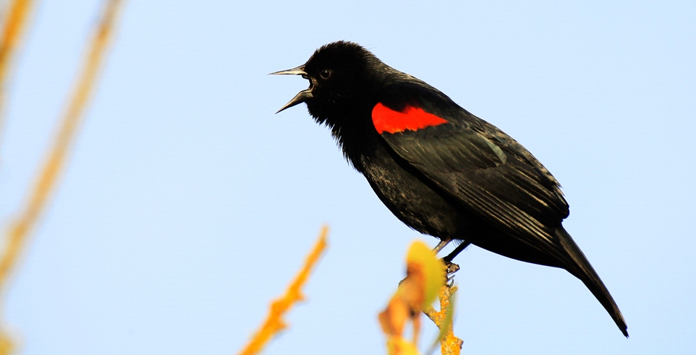 Red-winged Blackbird. 