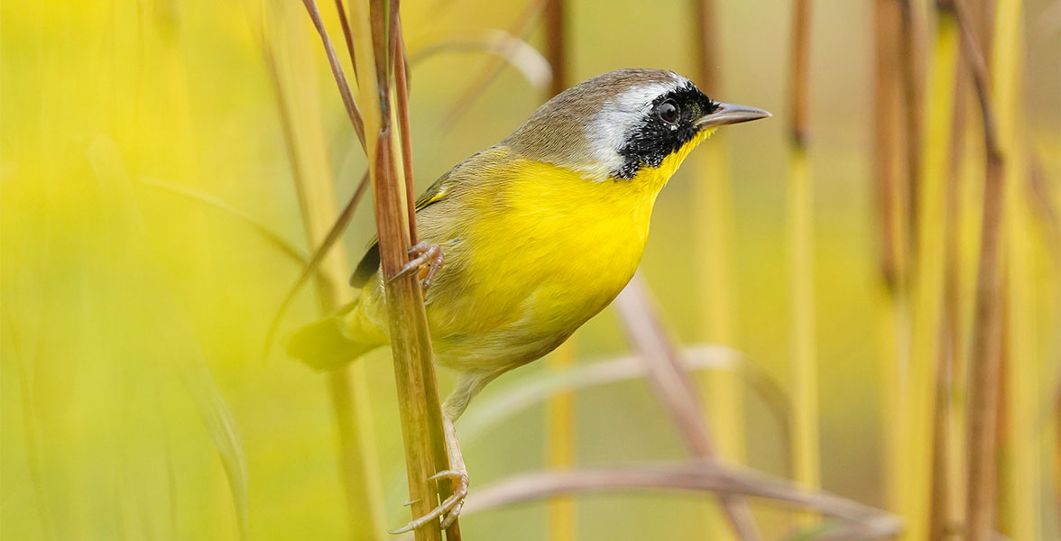 Common Yellowthroat.